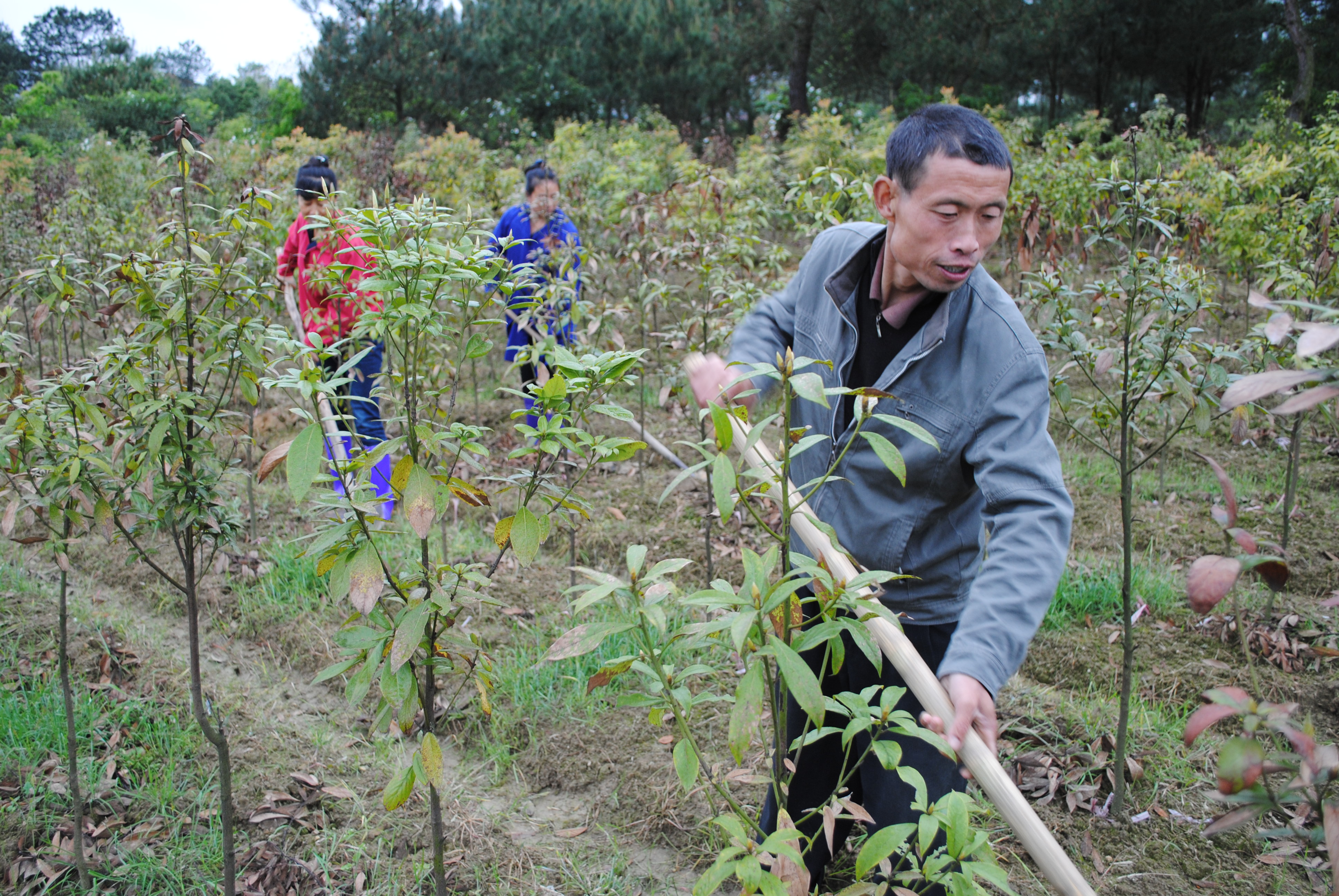 莆田安福相册网：安福县洋门乡沛溪村注重发展特色产业